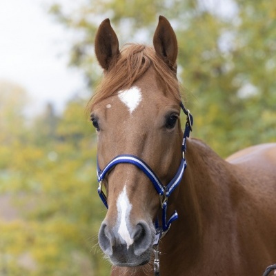 Cavalo castanho com rédea azul ao ar livre, fundo de árvores verdes