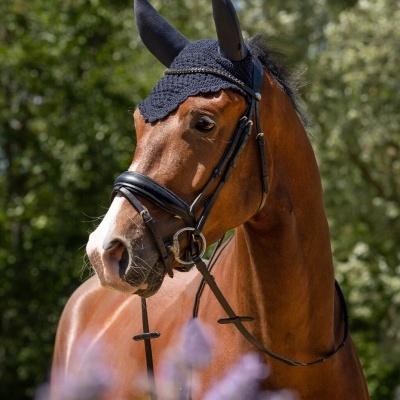 Cavalo castanho com rede protetora preta nas orelhas e bridão de couro preto