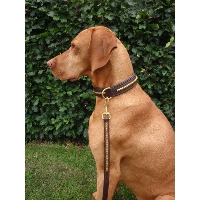 Cão com coleira e trela em couro castanho escuro sentado em relva em frente a arbusto verde