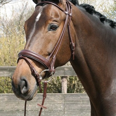 Cavalo castanho com cabeçada de couro castanho escuro e crina trançada
