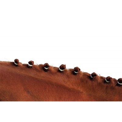 Dorso de cavalo castanho com crina presa em pequenos molhos.