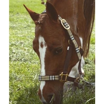 Cavalo castanho com cabresto xadrez a pastar na relva