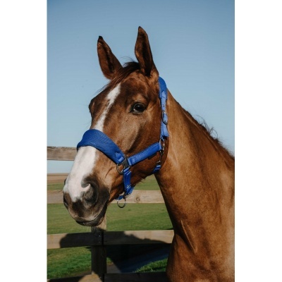 Cavalo com cabresto azul ao ar livre