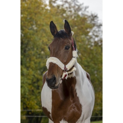 Cavalo com cabresto branco e vermelho ao ar livre