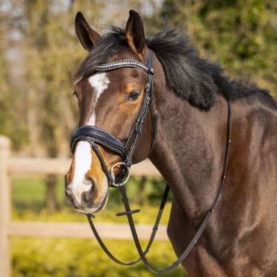 Cavalo castanho com listra branca e bridão preto com pedraria em ambiente exterior