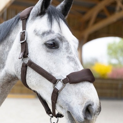 Cavalo branco com peçonheira castanha em abrigo de madeira