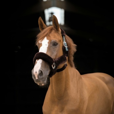 Cavalo castanho com cabeçada almofadada dentro de estábulo escuro