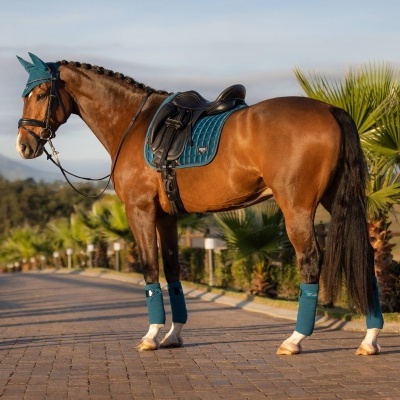 Cavalo castanho com sela e acessórios azuis e pretos ao ar livre