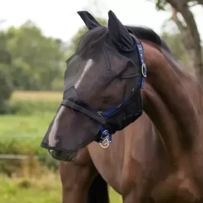 Cavalo castanho com focinheira preta e tira azul em campo verde