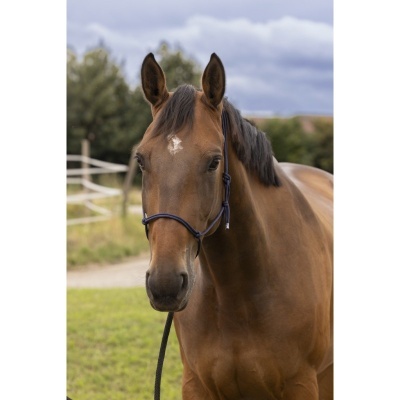 Cavalo castanho com cabresto azul-escuro em ambiente exterior