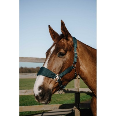 Cavalo castanho com cabresto verde escuro diante de cerca de madeira