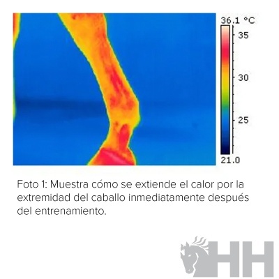 Imagem térmica de pata de cavalo com escala de temperatura