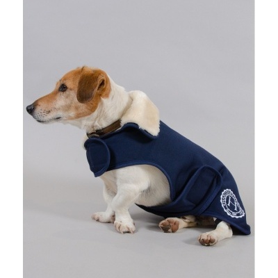 Cão pequeno vestido com casaco azul escuro e gola peluda bege sentado em fundo cinzento