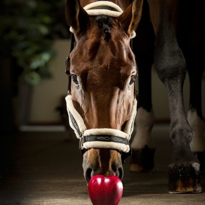Cavalo castanho com cabresto acolchoado branco e preto a comer maçã vermelha