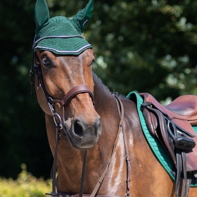Cavalo castanho com equipamentos de equitação verdes e castanhos