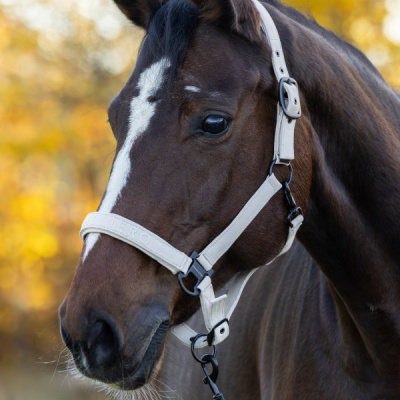 Cavalo castanho com peitoral branco em ambiente exterior com folhas amarelas