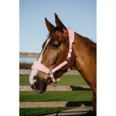 Cavalo castanho com cabresto rosa em frente a vedação de madeira