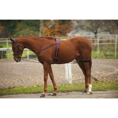 Cavalo castanho equipado com rédea e peitoral roxo num ambiente exterior