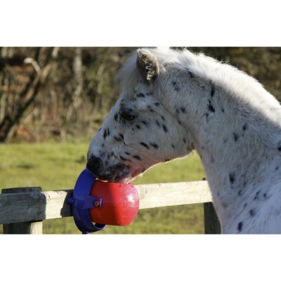 Cavalo a brincar com brinquedo vermelho e azul numa vedação de madeira ao ar livre