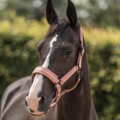 Cavalo castanho com cabresto rosa ao ar livre