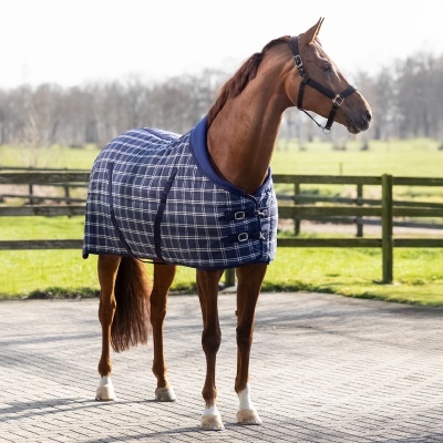 Cavalo castanho com manta azul de padrão xadrez e cabresto preto, em exterior com cerca e relvado.