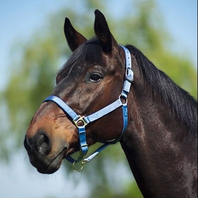 Cavalo castanho com cabeçada azul claro ao ar livre