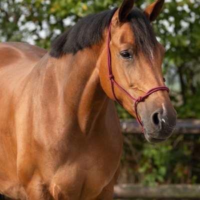 Cavalo castanho com cabresto vermelho ao ar livre