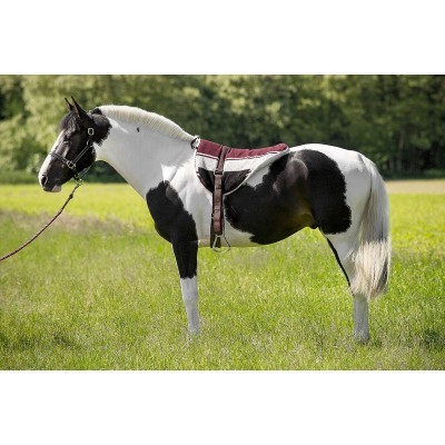 Cavalo preto e branco com cabresto e manta bordô em campo