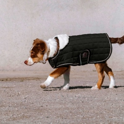Cachorro com sobretudo preto acolchoado e gola branca de pelo andando no chão