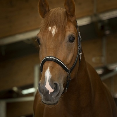 Cavalo castanho com máscara de couro preta num estábulo
