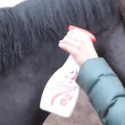 Aplicação de condicionador em spray e escovagem da crina de um cavalo preto
