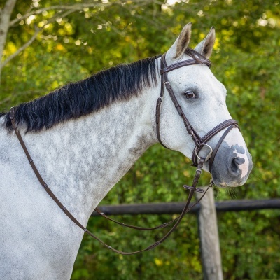 Cavalo cinzento com cabedal castanho escuro ao ar livre
