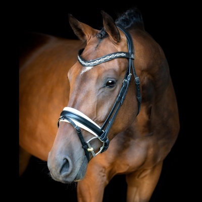 Cavalo castanho com peitoral e cabeçal preto com faixa decorativa brilhante