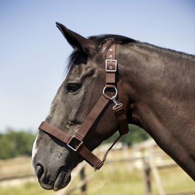 Cabeça de cavalo castanho com cabeçada castanha e fivela metálica em campo