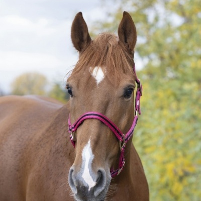 Cavalo castanho com cabresto rosa ao ar livre