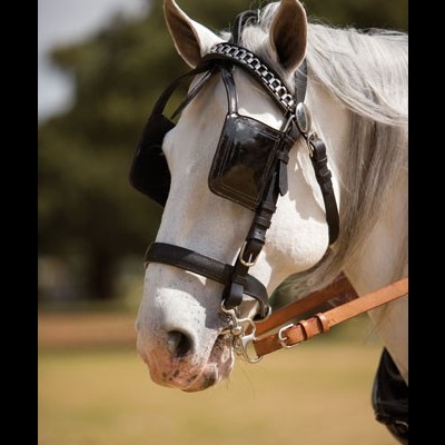 Cabeça de cavalo branco com arreio preto e venda ocular numa área ao ar livre