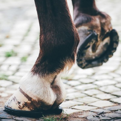 Patas traseiras de cavalo com cascos e pêlo castanho e branco sobre piso de paralelepípedos