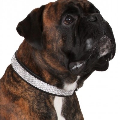 Cão Boxer com colar brilhante de pedras brilhantes em fundo branco