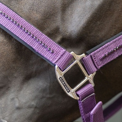 Cabresto de cavalo roxo com tachas metálicas e fivela HARCOUR