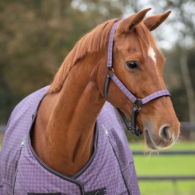 Cavalo castanho com manta e cabresto roxos xadrez ao ar livre