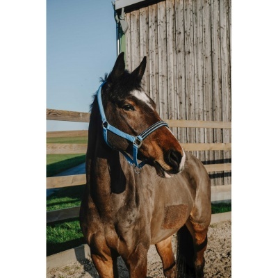 Cavalo castanho com cabresto azul perto de cerca e uma parede de madeira