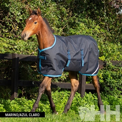 Cavalo jovem com manta azul marinho e azul claro num pasto verde