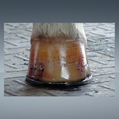 Pé de cavalo com casco castanho e pêlo branco sobre pavimento de tijoleira cinzenta