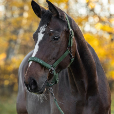 Cavalo castanho com cabresto verde e fundo natural outonal