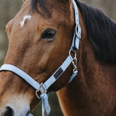 Cavalo castanho com cabeçada azul claro e fivelas prateadas em ambiente natural