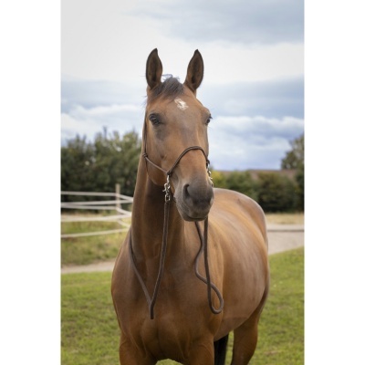 Cavalo castanho com sela e bridão no campo