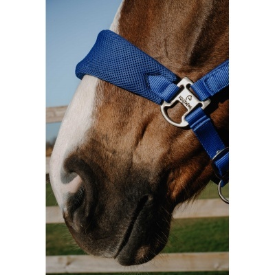 Focinho de cavalo com cabresto azul e fivela EQUITHÈME
