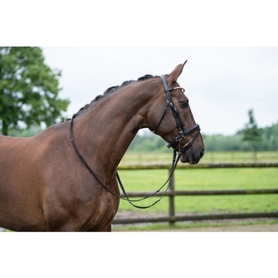 Cavalo castanho com equipamento de couro preto ao ar livre