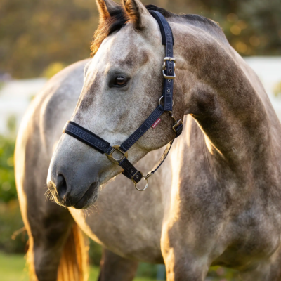 Cavalo cinzento com cabresto preto e etiquetas Lemieux ao ar livre.