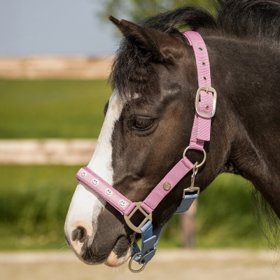 Cavalo com cabresto rosa e azul claro com carinhas felizes em ambiente ao ar livre